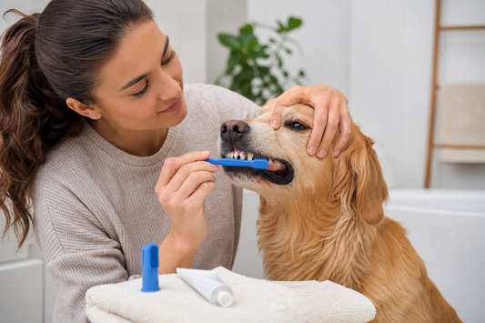 7 dog tooth brushing tips per una routine sicura a casa