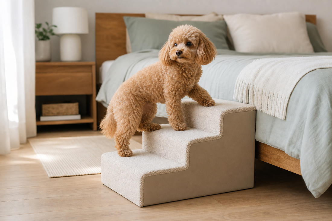 Scale per cani piccoli: cosa sono e come decidere se comprarle