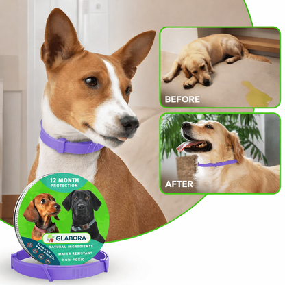 Collare per Cani con Feromoni Naturali per Ridurre Ansia e Stress - Design Regolabile e Comodo