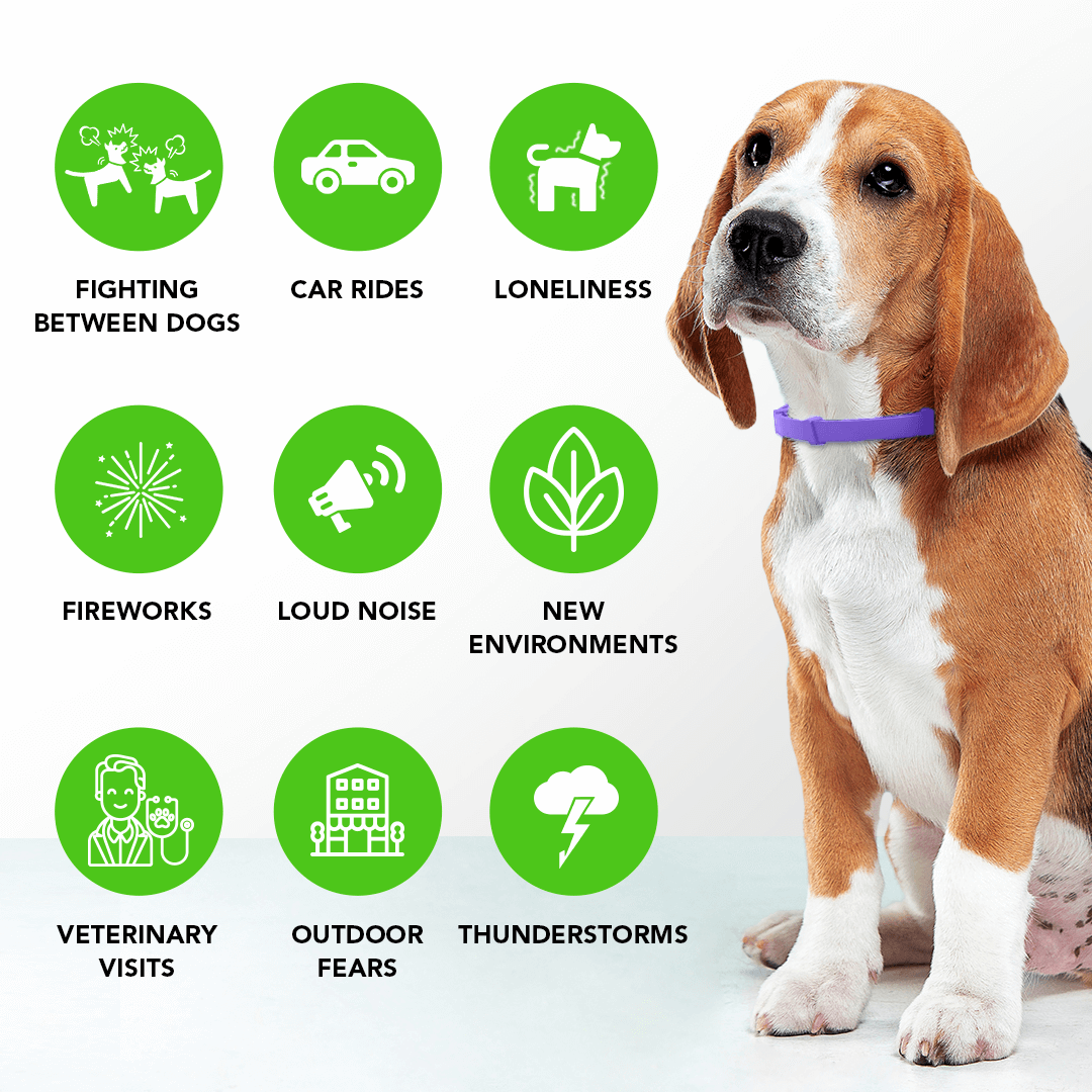 Collare per Cani con Feromoni Naturali per Ridurre Ansia e Stress - Design Regolabile e Comodo 3