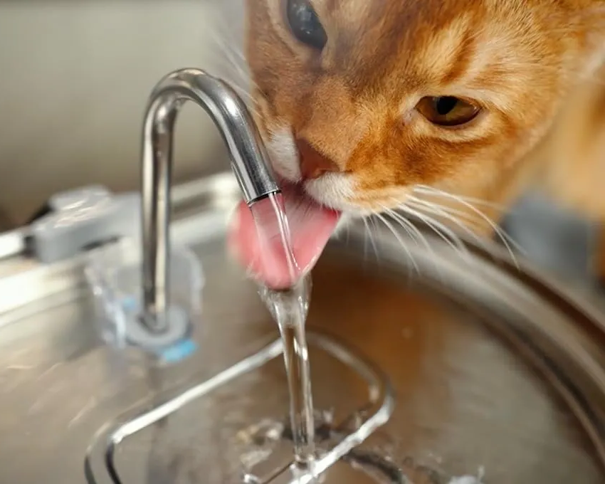 Fontana per Animali Domestici | Fontana Silenziosa in Acciaio Inossidabile con Triplo Filtraggio | Capacità di 3,2 Litri per Idratazione Sana 4