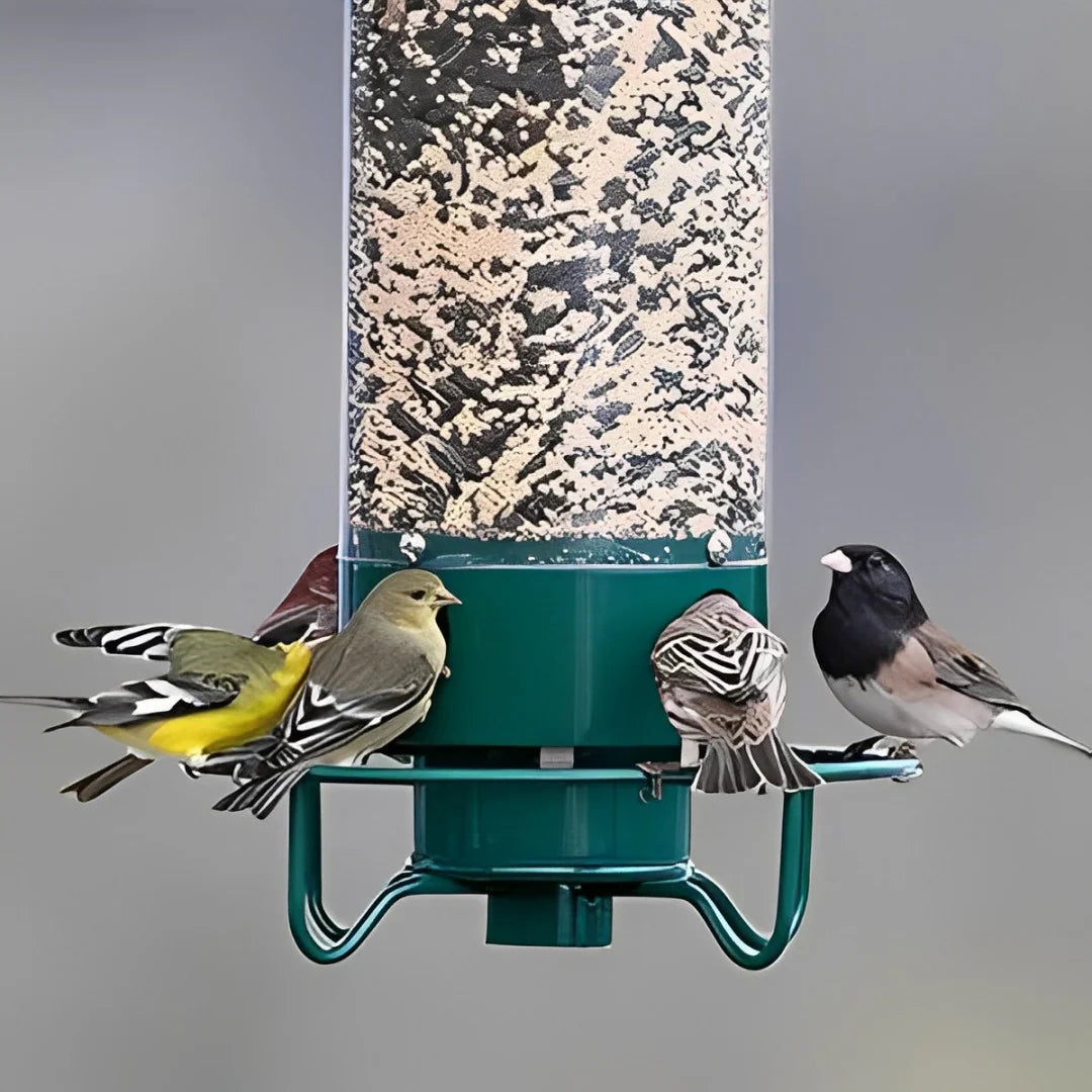 Bird Feeder | Squirrel-Proof with Rotating Perch | Durable Design for Continuous Feeding