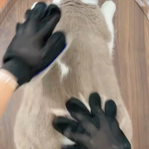 Pacchetto Animale Domestico | Accessori per Animali con Giocattoli Inclusi | Soluzione Completa per il Benessere del Tuo Amico a Quattro Zampe 5