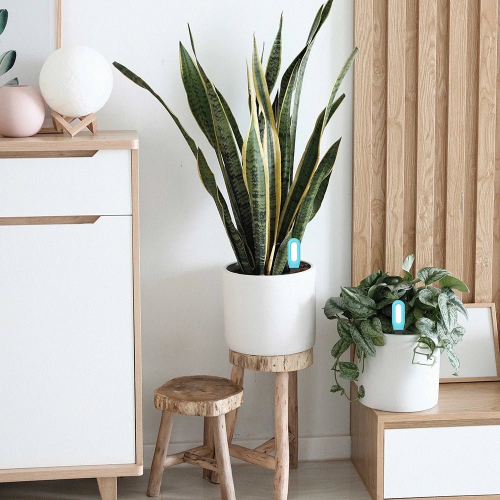 RootLink | Smart Soil Meter with Bluetooth Monitoring | App for Healthy Plants and Precise Watering