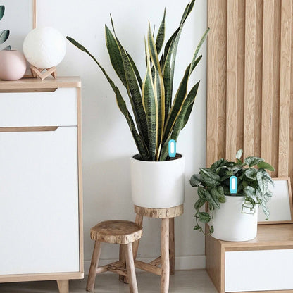 RootLink | Smart Soil Meter with Bluetooth Monitoring | App for Healthy Plants and Precise Watering